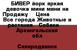 БИВЕР йорк яркая девочка мини мини на Продажу! › Цена ­ 45 000 - Все города Животные и растения » Собаки   . Архангельская обл.,Северодвинск г.